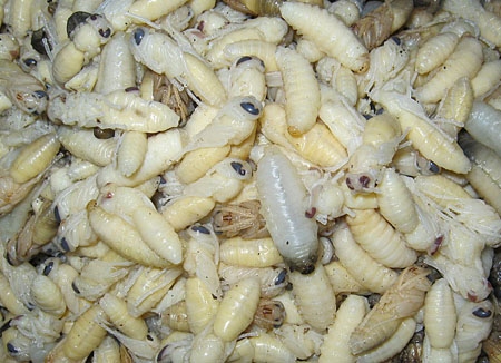 Nhộng ong khoái, vò vẽ 1 kg